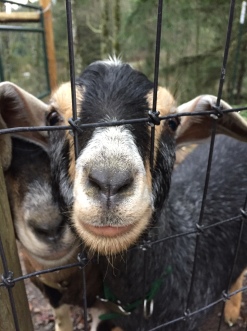 goat noses